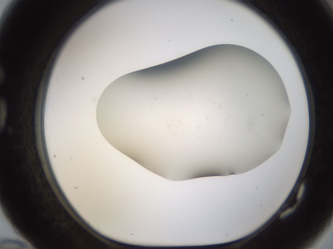 folderID953_plateID2953_batchID16042_wellNum82_profileID1_d1_r243697_ef.jpg