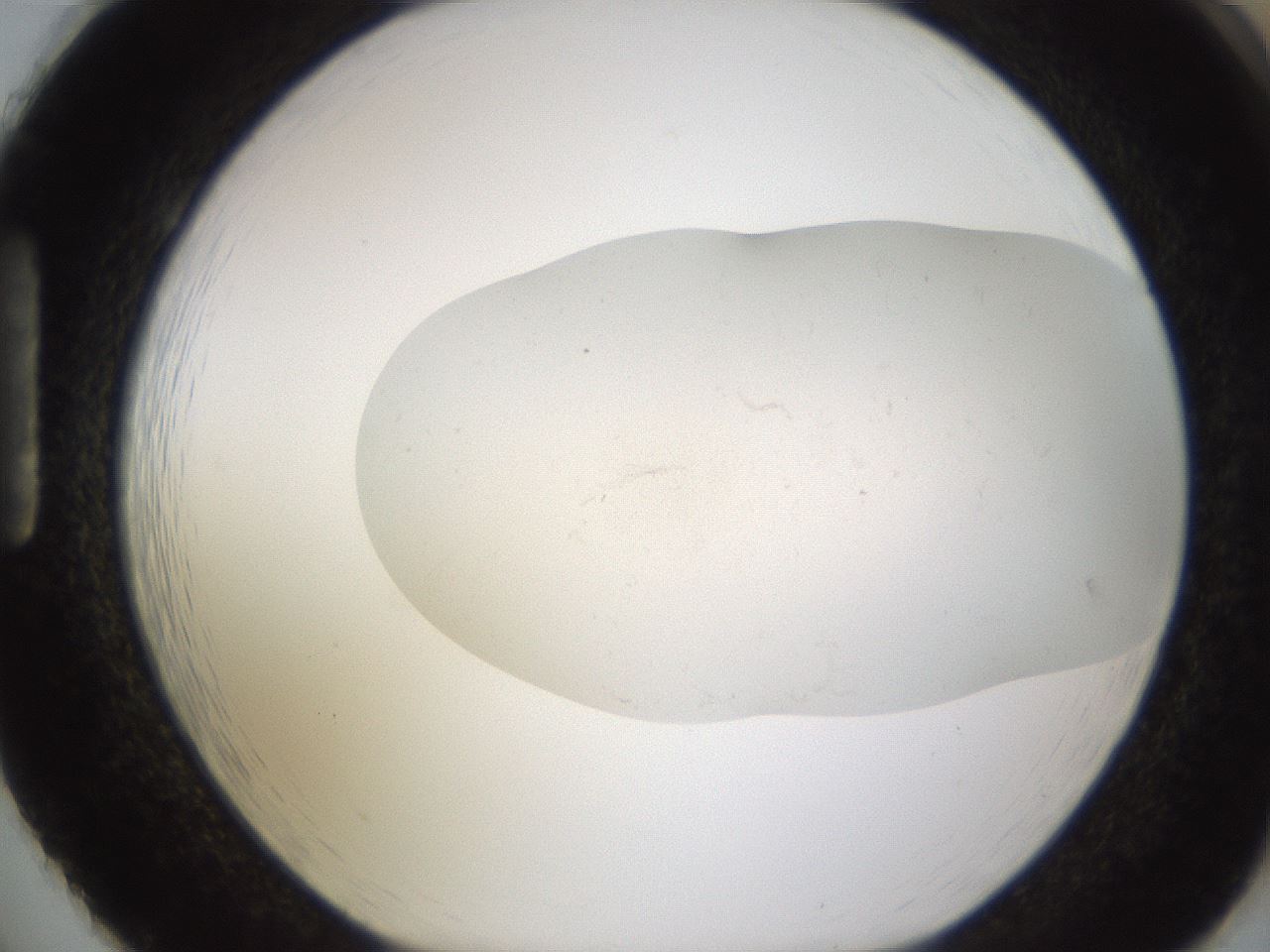 folderID953_plateID2953_batchID16042_wellNum86_profileID1_d1_r243701_ef.jpg