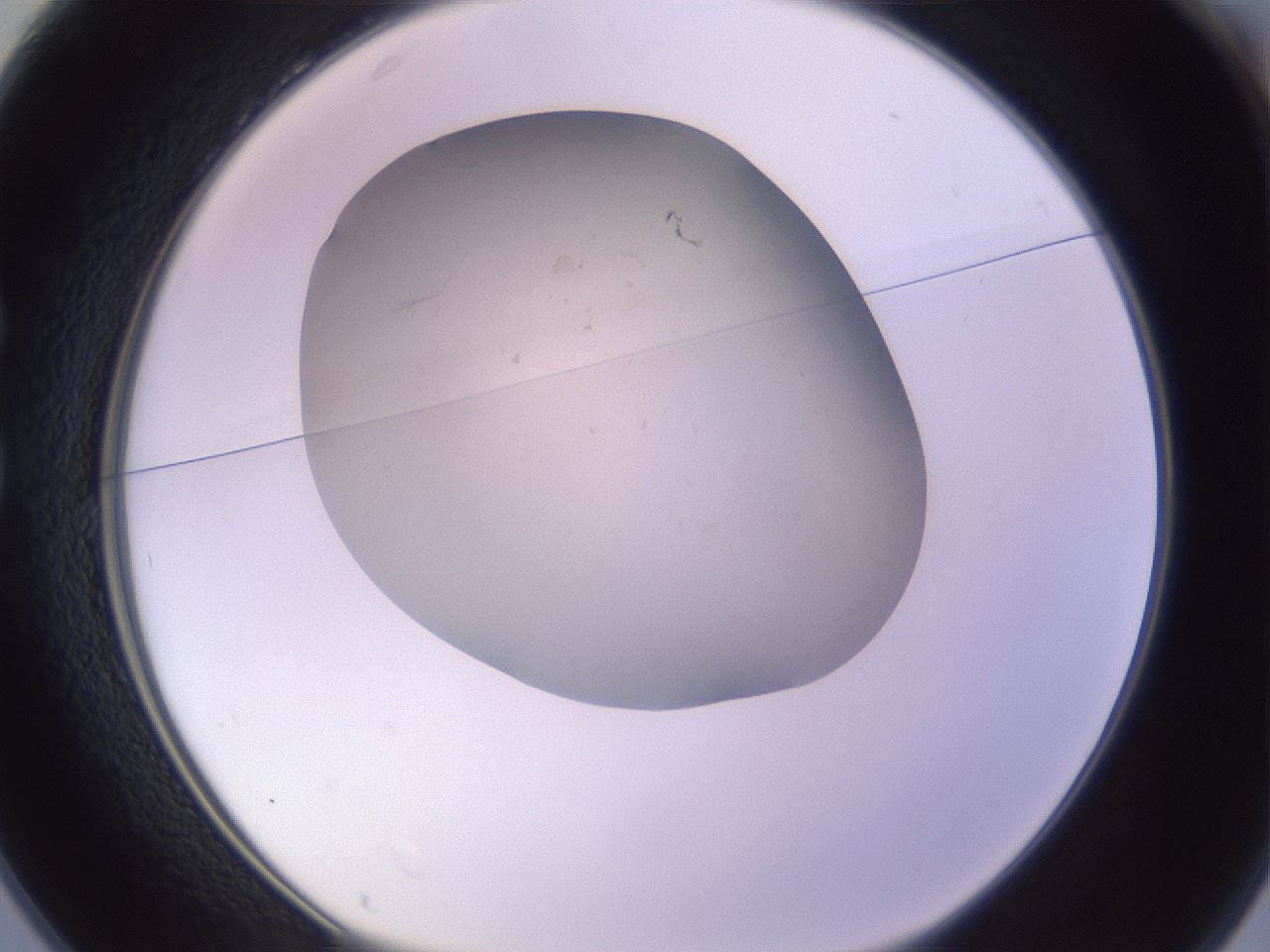 folderID954_plateID2954_batchID15819_wellNum25_profileID1_d1_r243832_ef.jpg