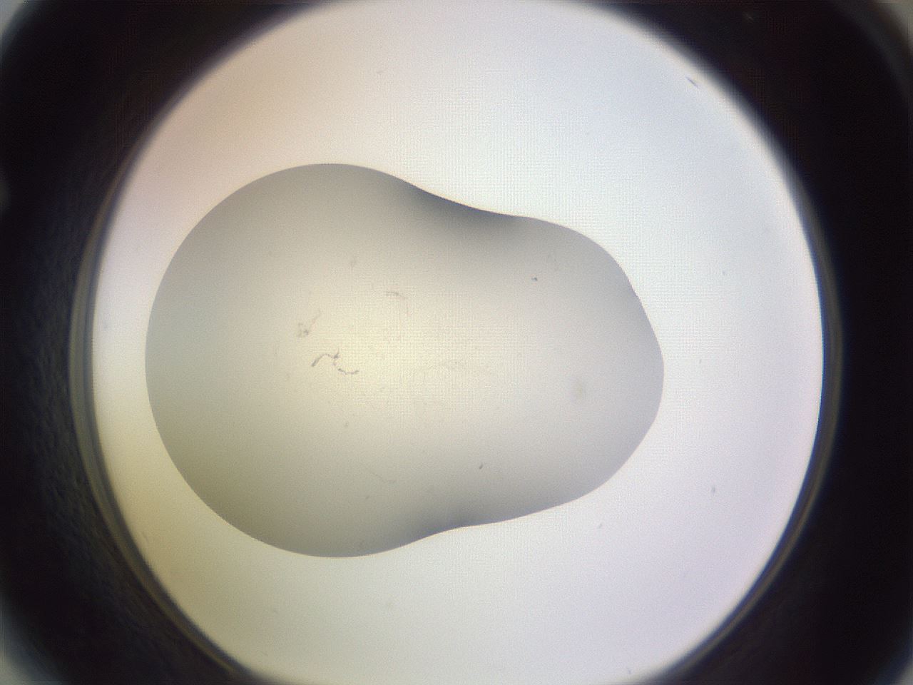 folderID954_plateID2954_batchID16043_wellNum64_profileID1_d1_r243871_ef.jpg