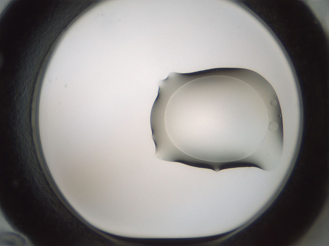 folderID955_plateID2955_batchID15952_wellNum72_profileID1_d1_r243783_ef.jpg