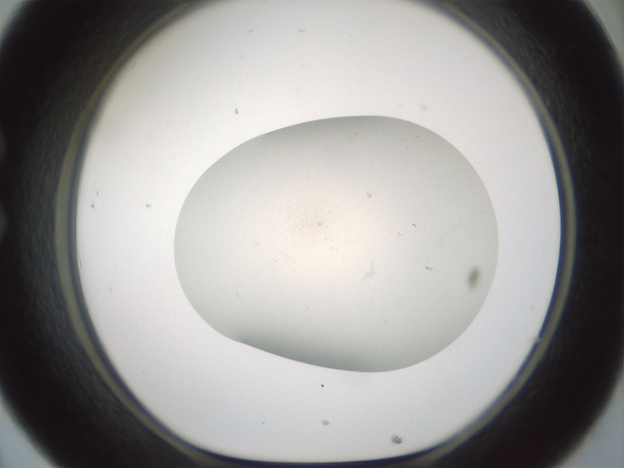 folderID955_plateID2955_batchID17993_wellNum32_profileID1_d1_r243743_ef.jpg