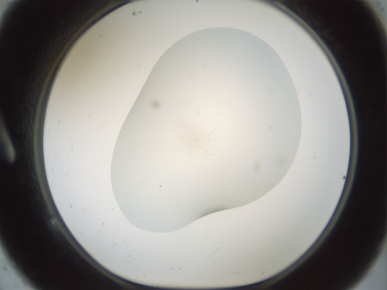 folderID955_plateID2955_batchID17993_wellNum9_profileID1_d1_r243720_ef.jpg