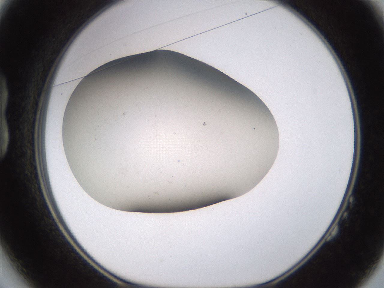 folderID956_plateID2956_batchID15905_wellNum14_profileID1_d1_r242941_ef.jpg