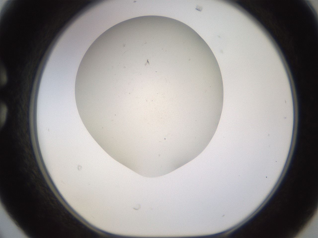 folderID956_plateID2956_batchID15905_wellNum30_profileID1_d1_r242957_ef.jpg