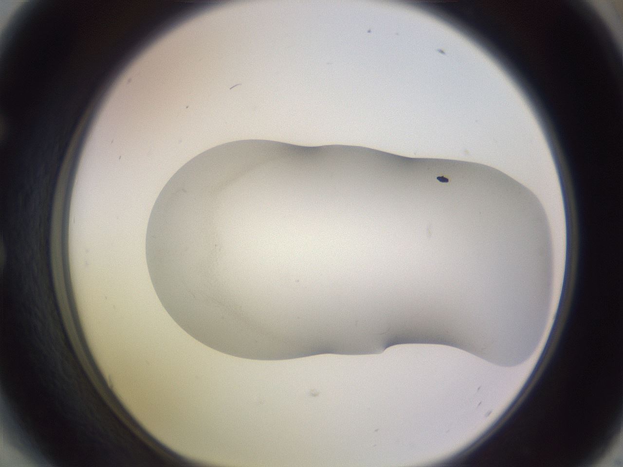 folderID957_plateID2957_batchID15806_wellNum54_profileID1_d1_r242885_ef.jpg