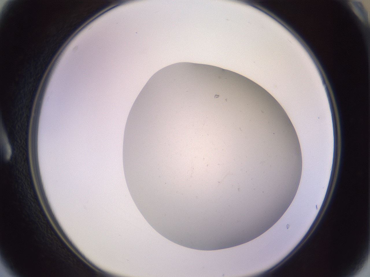 folderID957_plateID2957_batchID15833_wellNum3_profileID1_d1_r242834_ef.jpg