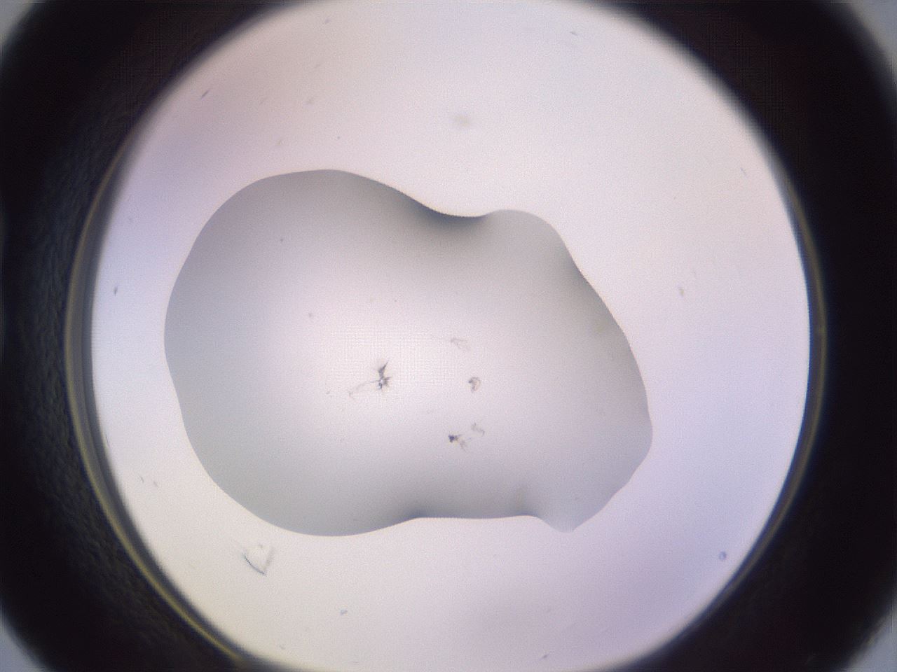 folderID957_plateID2957_batchID16025_wellNum16_profileID1_d1_r242847_ef.jpg