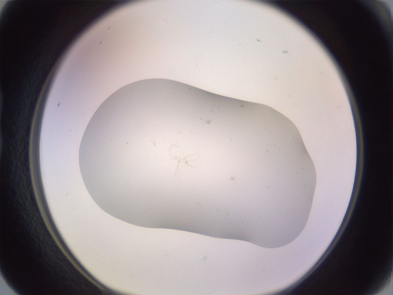 folderID957_plateID2957_batchID16025_wellNum17_profileID1_d1_r242848_ef.jpg
