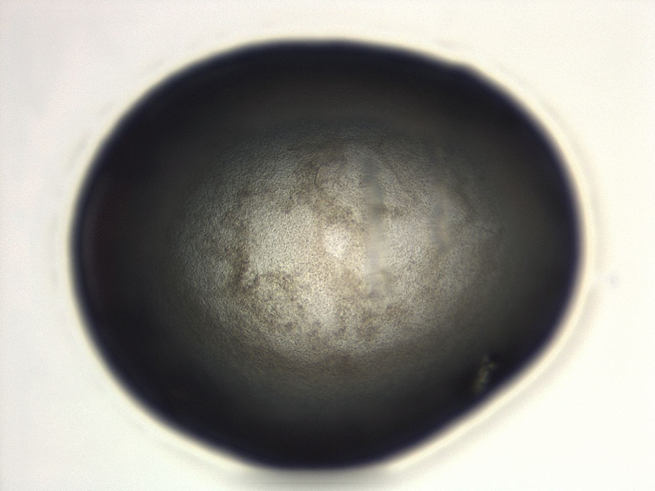 04em_F1_ImagerDefaults_3.jpg