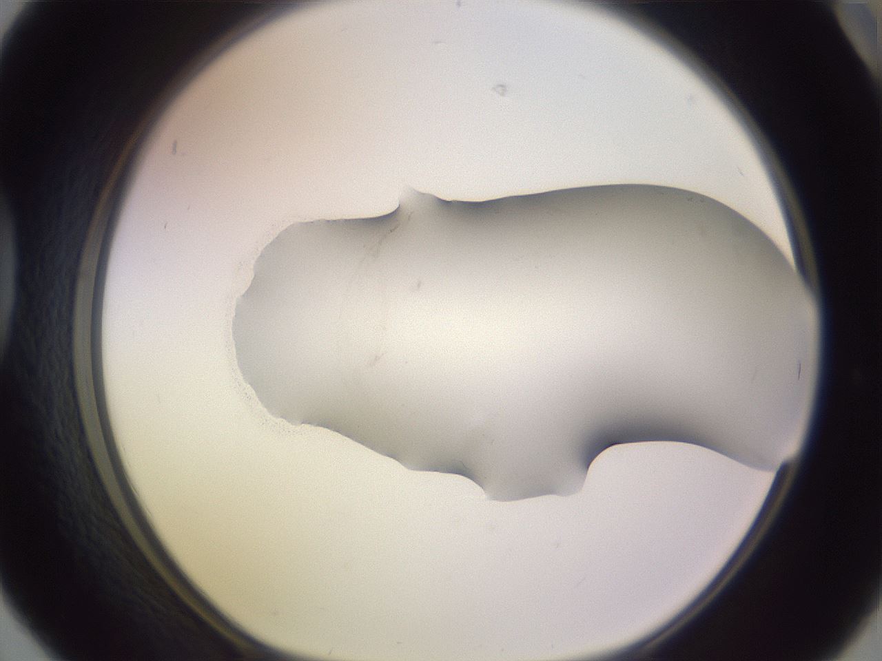 folderID957_plateID2957_batchID16200_wellNum42_profileID1_d1_r242873_ef.jpg