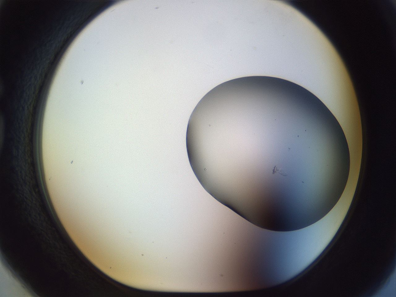 folderID958_plateID1958_batchID8614_wellNum78_profileID1_d1_r133872_ef.jpg