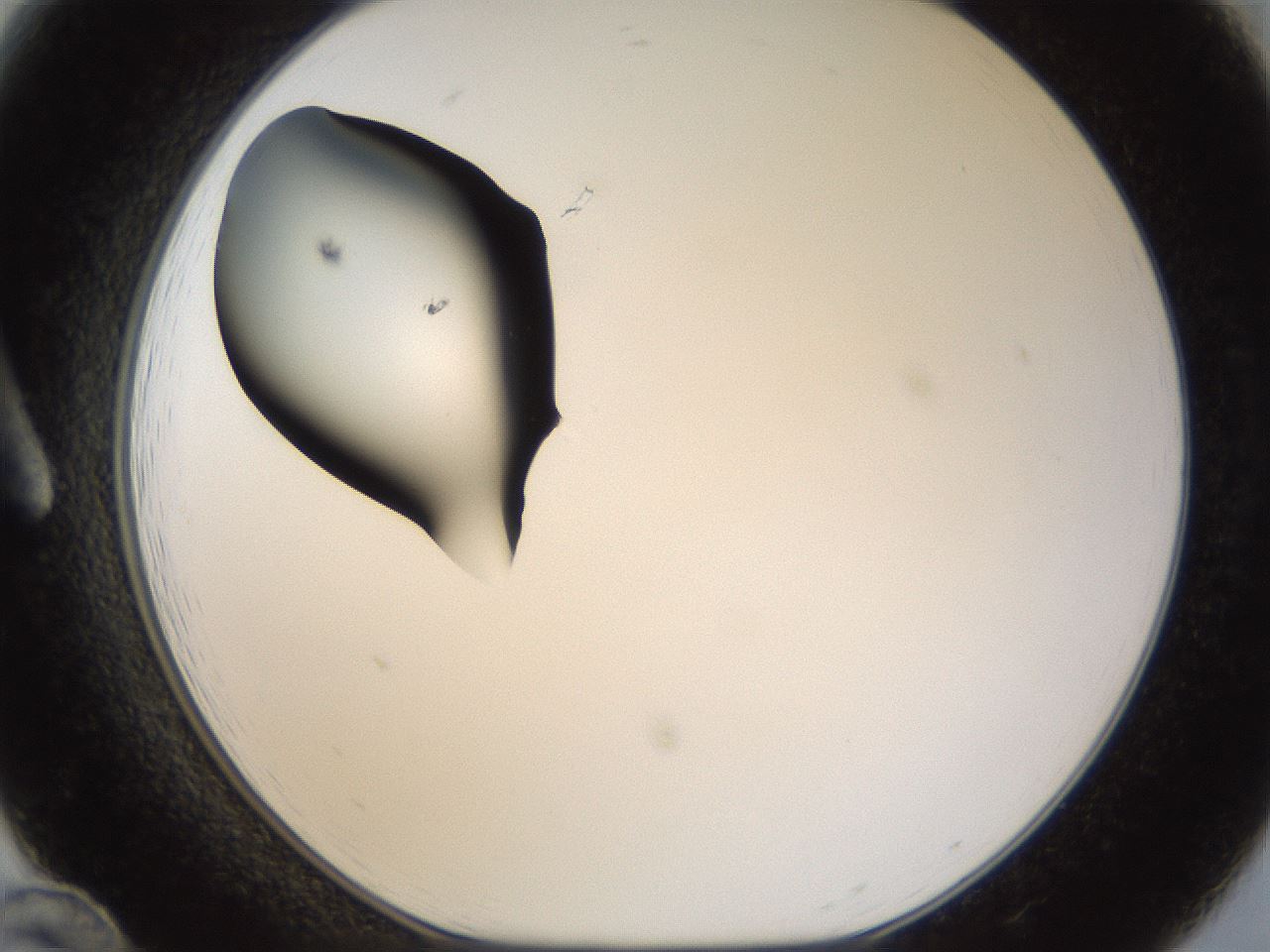 folderID958_plateID958_batchID1394_wellNum12_profileID1_d1_r37079_ef.jpg