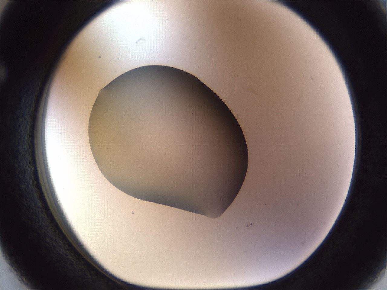 folderID960_plateID1960_batchID8600_wellNum63_profileID1_d1_r131154_ef.jpg