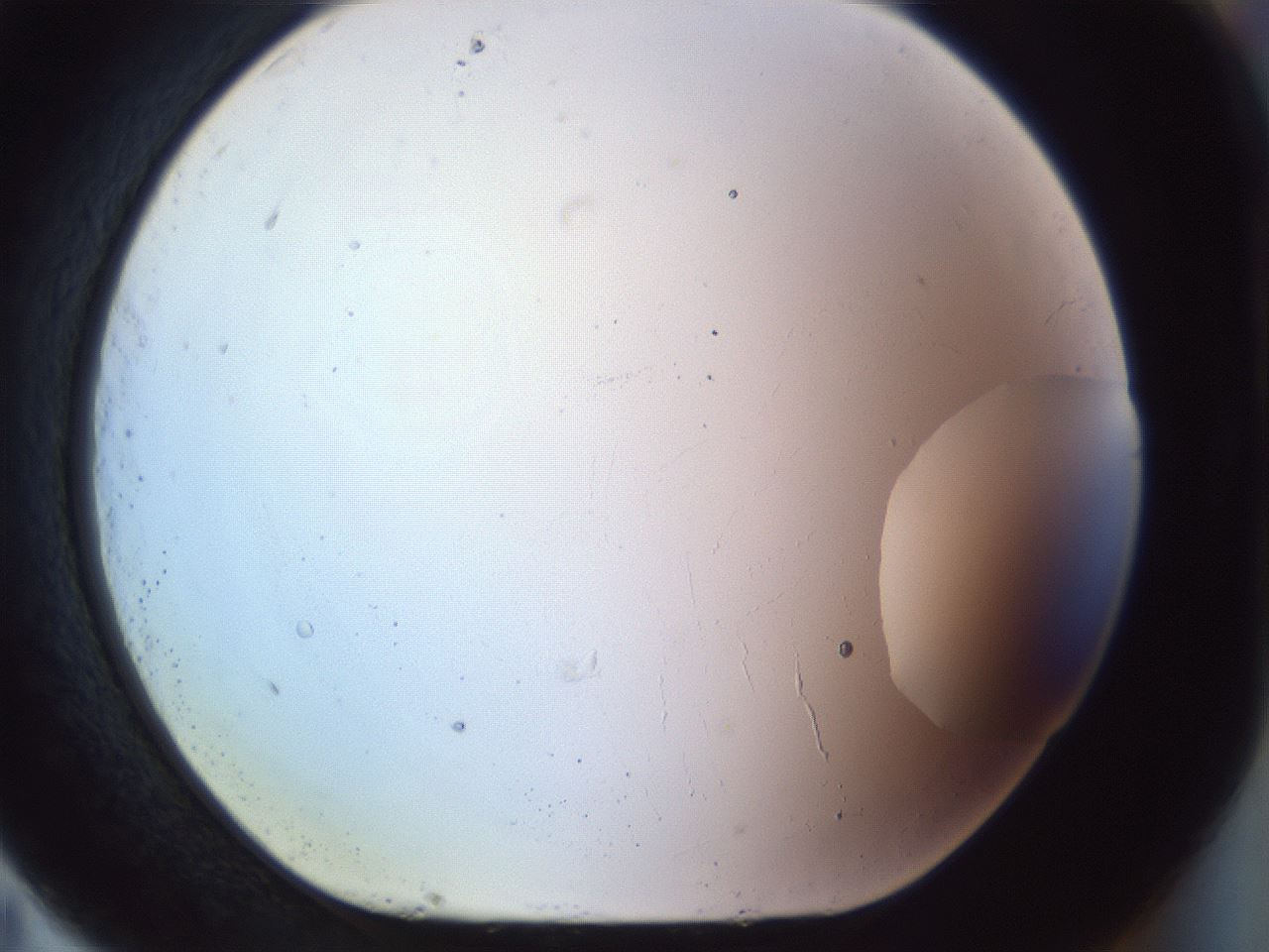 folderID961_plateID1961_batchID8597_wellNum83_profileID1_d1_r130618_ef.jpg