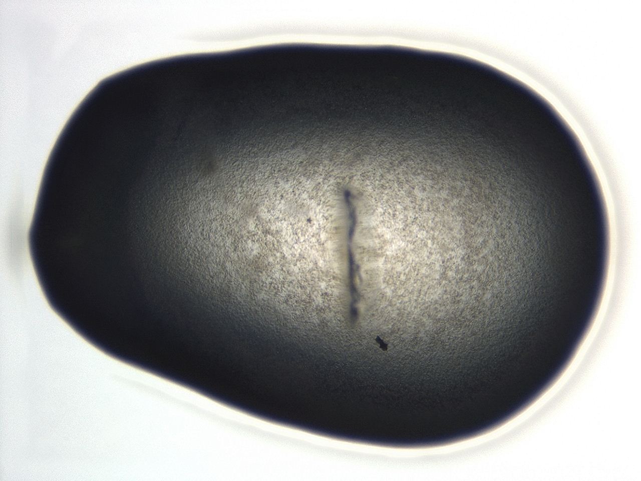 04en_D7_ImagerDefaults_3.jpg