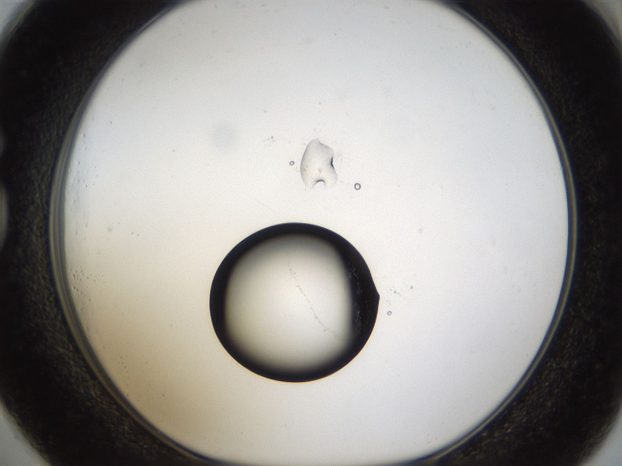 folderID963_plateID963_batchID1299_wellNum73_profileID1_d1_r37429_ef.jpg