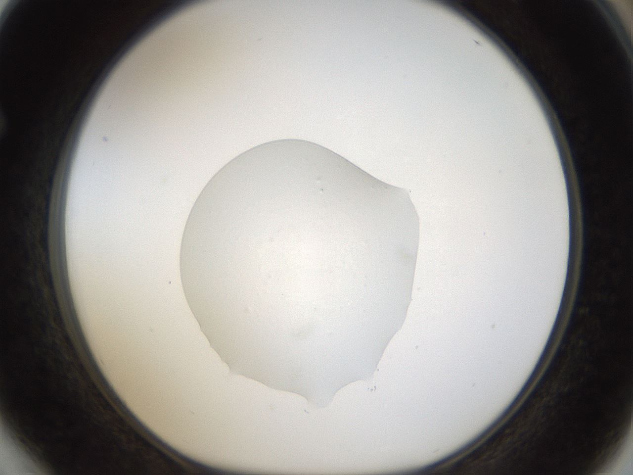 folderID964_plateID964_batchID1450_wellNum64_profileID1_d1_r37517_ef.jpg