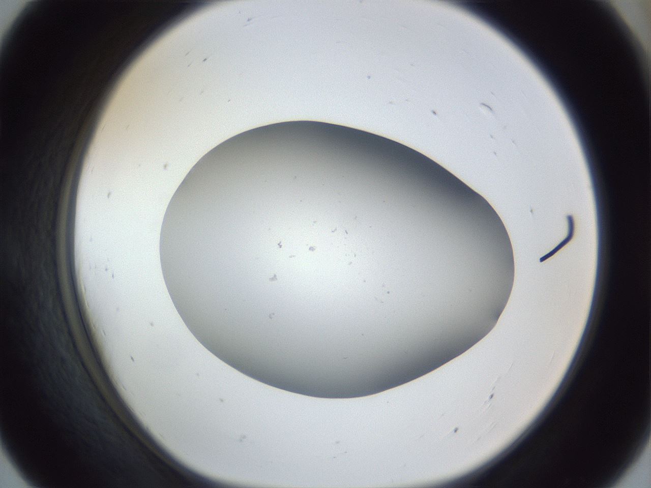 folderID965_plateID965_batchID1389_wellNum55_profileID1_d1_r37620_ef.jpg