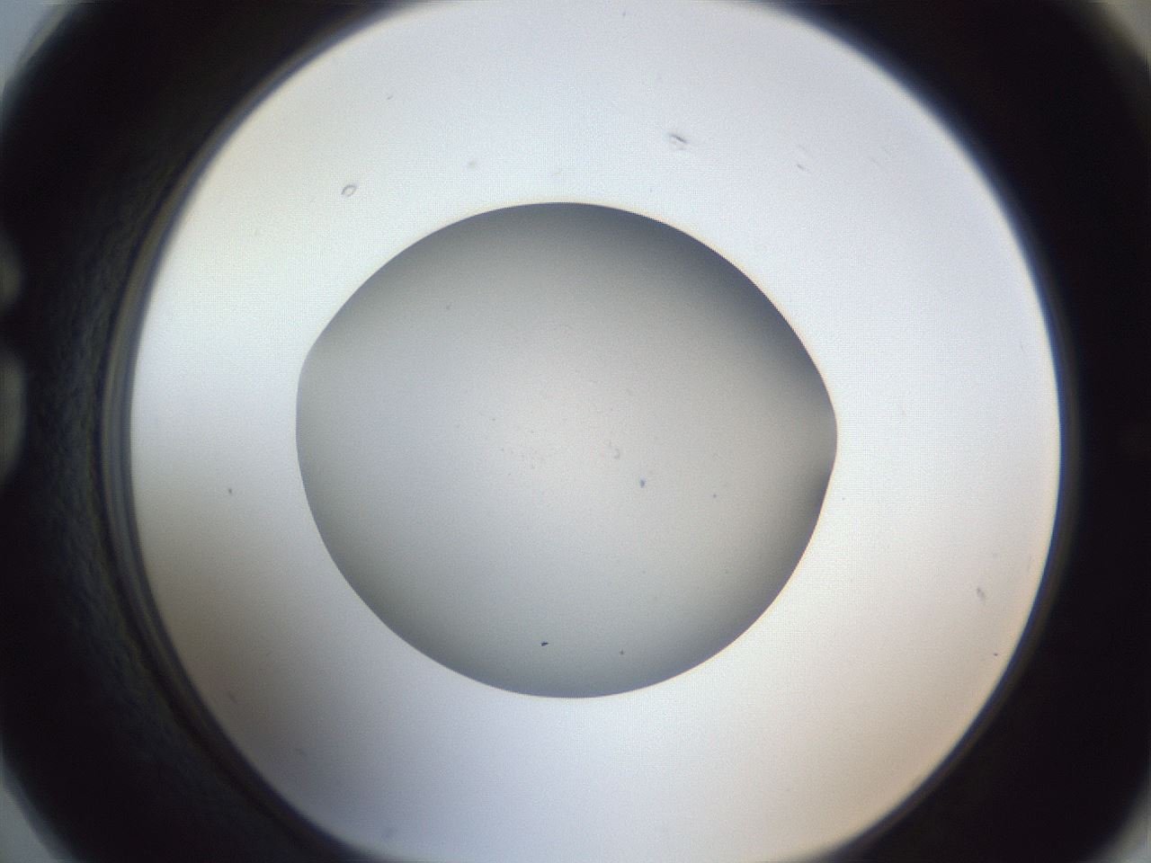 folderID965_plateID965_batchID1487_wellNum74_profileID1_d1_r37639_ef.jpg