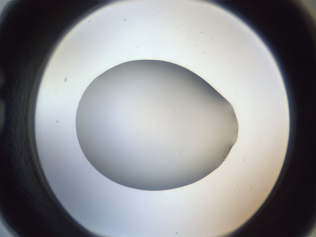 folderID965_plateID965_batchID1487_wellNum78_profileID1_d1_r37643_ef.jpg