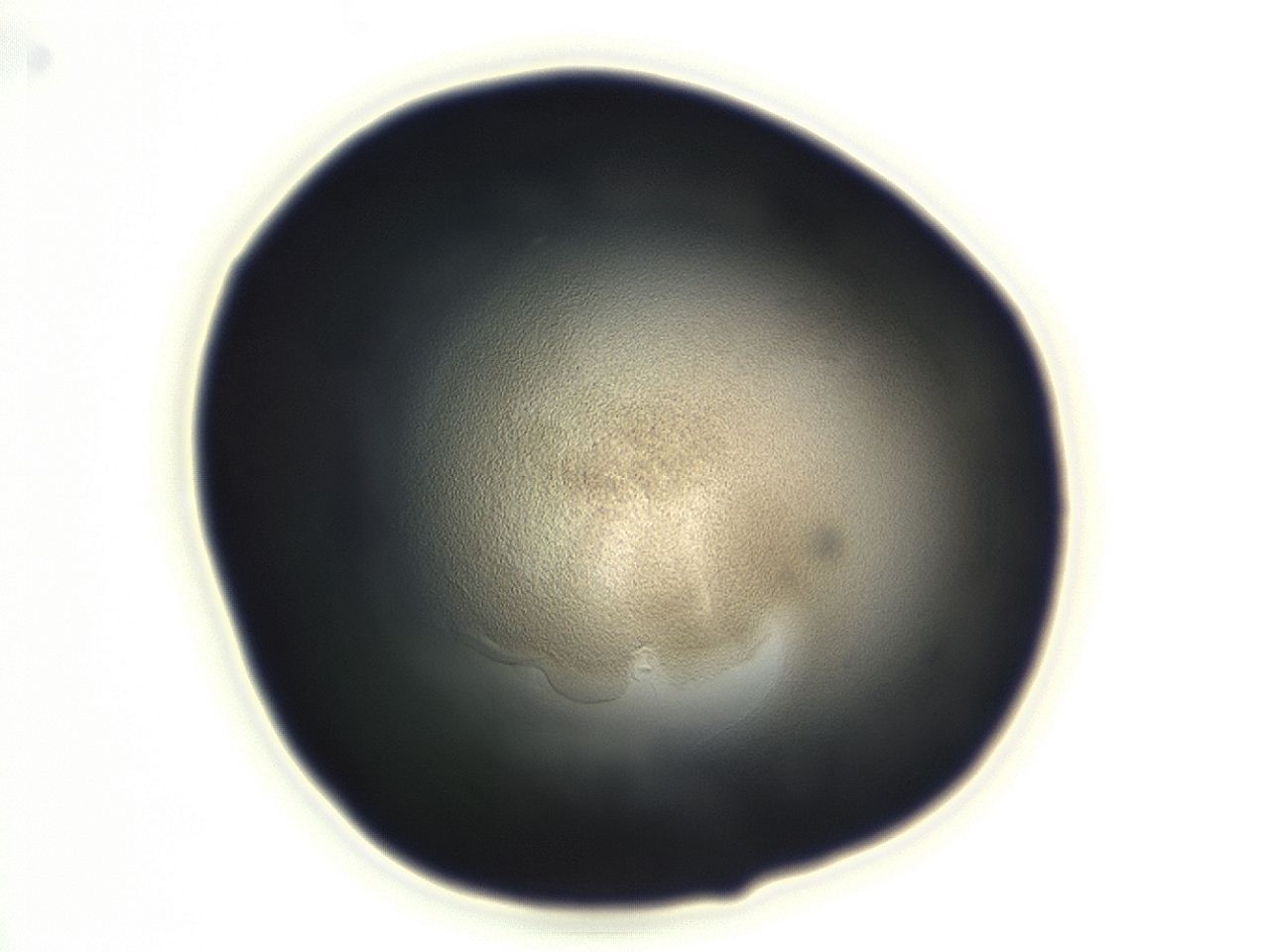 04en_F9_ImagerDefaults_3.jpg