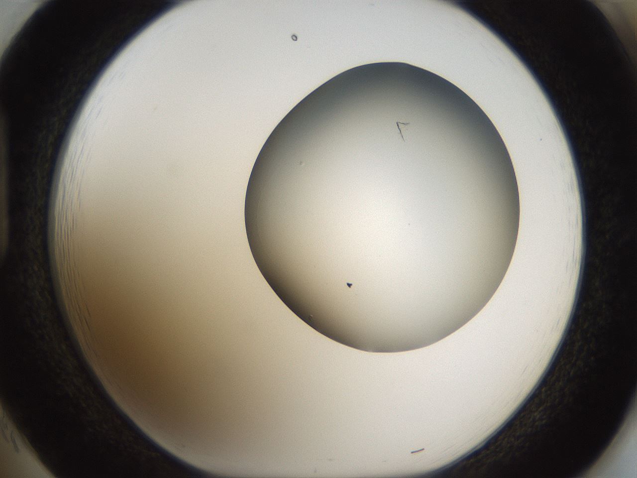 folderID966_plateID1966_batchID8617_wellNum85_profileID1_d1_r134462_ef.jpg