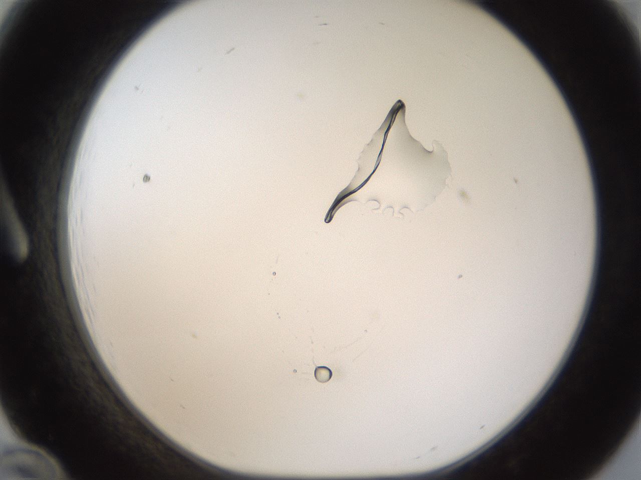 folderID967_plateID1967_batchID8611_wellNum12_profileID1_d1_r133164_ef.jpg