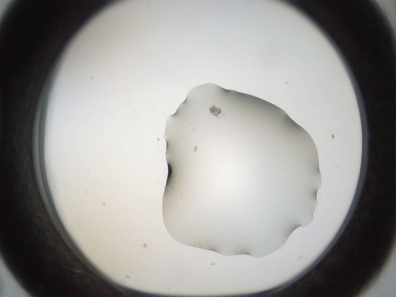 folderID967_plateID967_batchID1483_wellNum43_profileID1_d1_r37896_ef.jpg