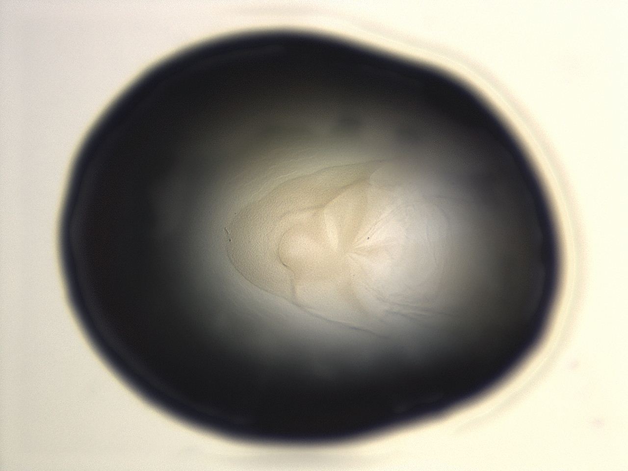 04en_H10_ImagerDefaults_3.jpg