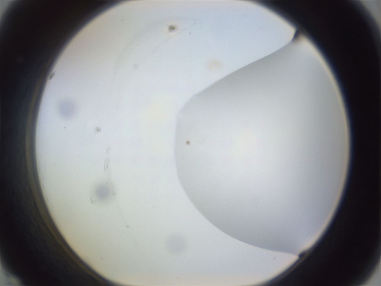 folderID971_plateID1971_batchID8610_wellNum44_profileID1_d1_r133036_ef.jpg