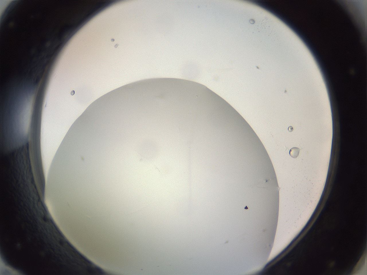 folderID971_plateID1971_batchID8610_wellNum71_profileID1_d1_r133090_ef.jpg
