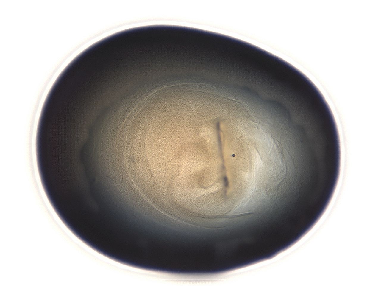 04eo_B1_ImagerDefaults_3.jpg