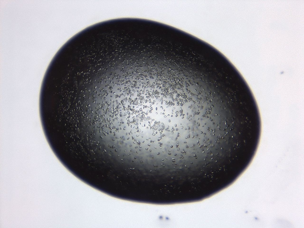 04eo_C4_ImagerDefaults_8.jpg
