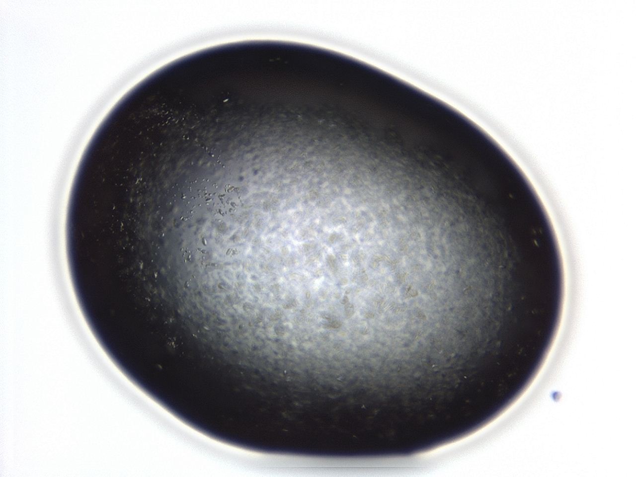 04eo_C5_ImagerDefaults_8.jpg