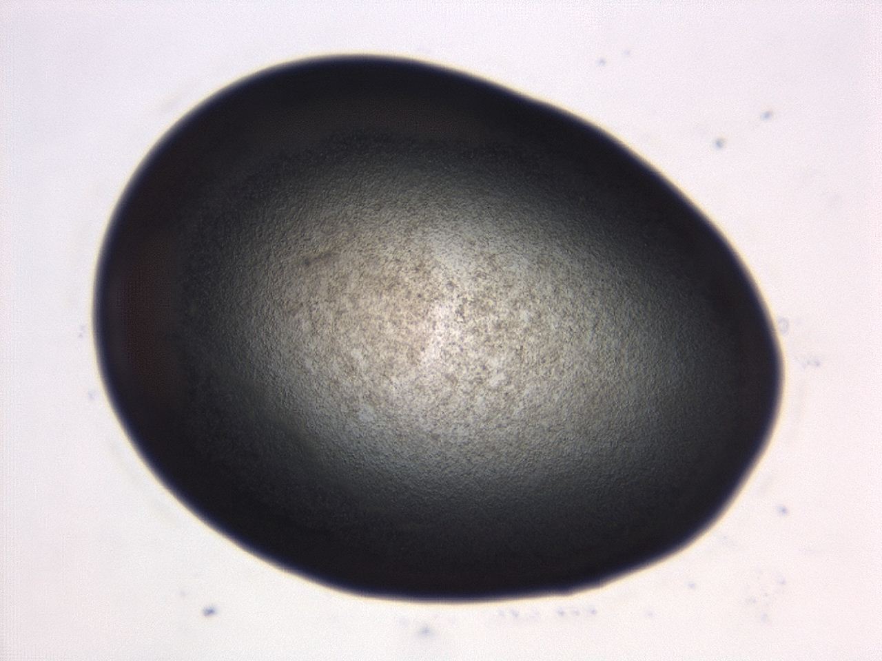 04eo_C6_ImagerDefaults_3.jpg