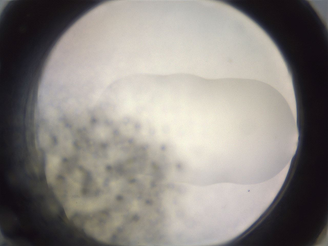 folderID978_plateID1978_batchID8612_wellNum71_profileID1_d1_r133474_ef.jpg