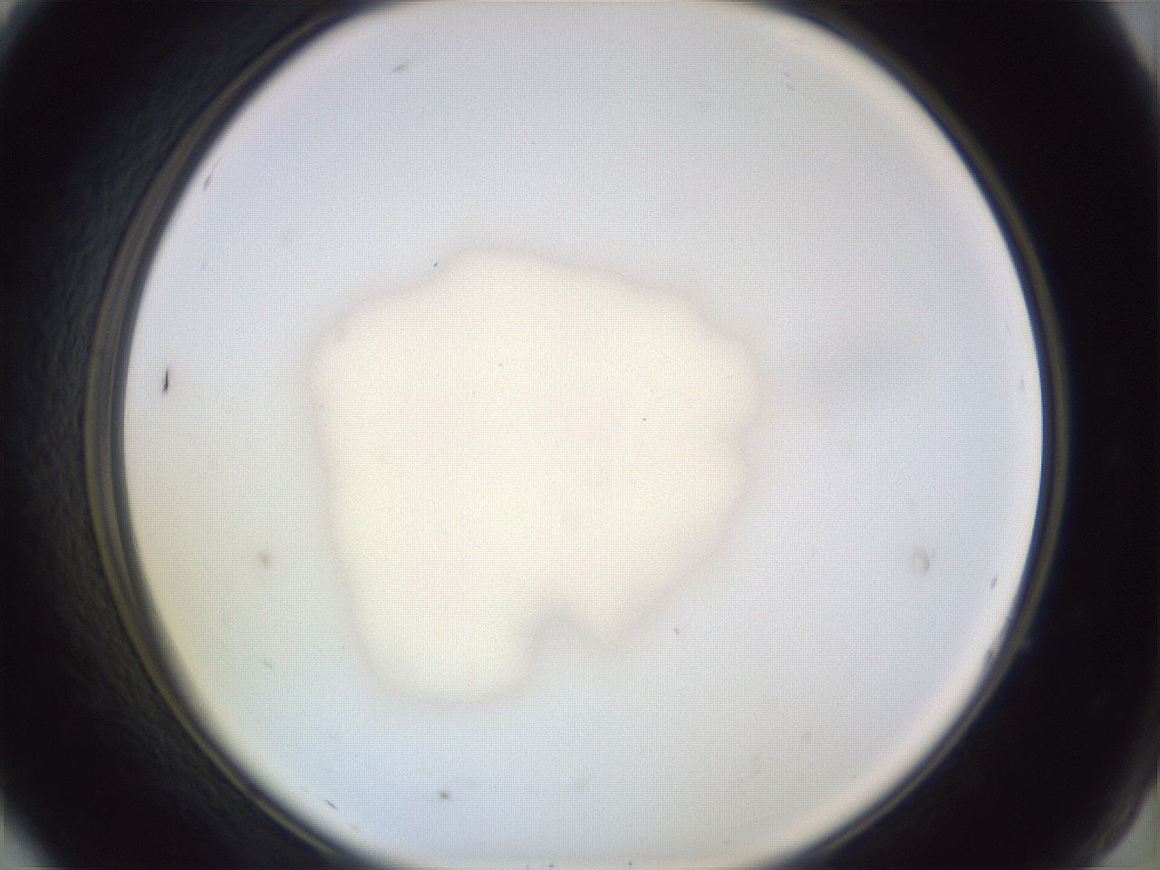 folderID978_plateID1978_batchID8612_wellNum7_profileID1_d2_r133347_ef.jpg