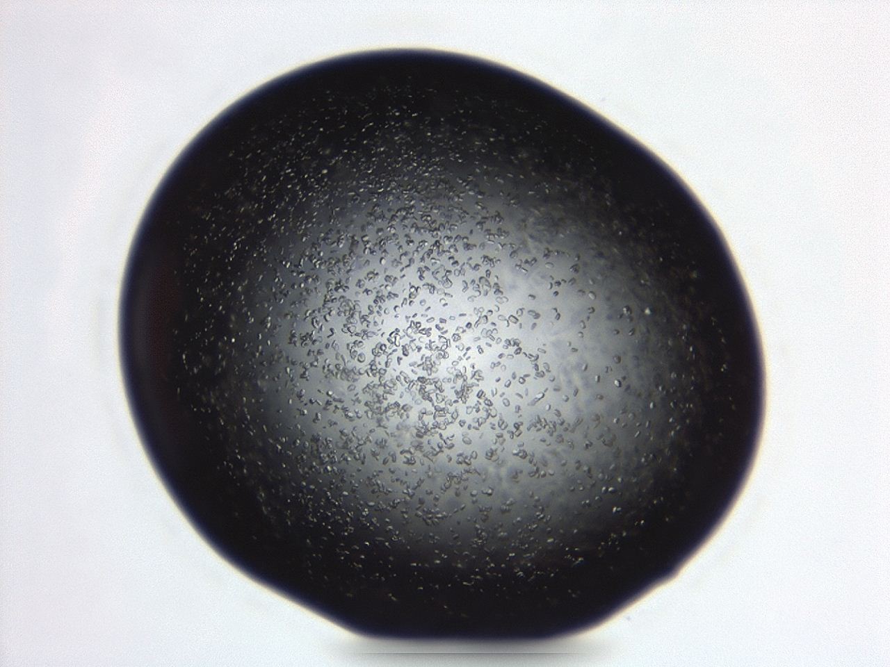 04eo_D5_ImagerDefaults_8.jpg