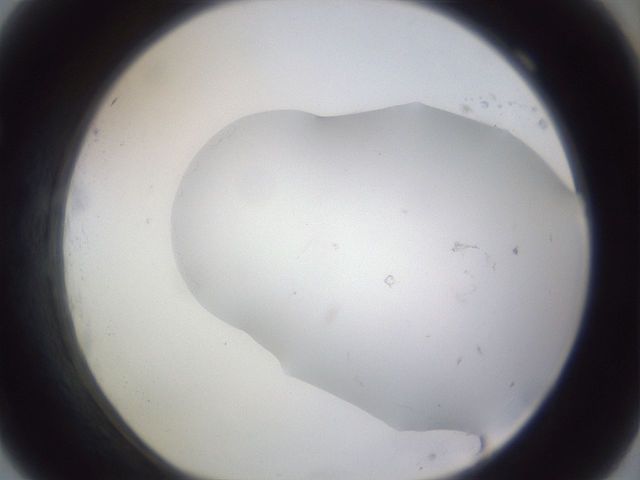 folderID980_plateID1980_batchID8602_wellNum69_profileID1_d1_r131550_ef.jpg