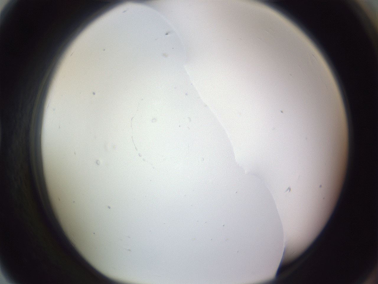 folderID981_plateID1981_batchID8595_wellNum79_profileID1_d1_r130226_ef.jpg