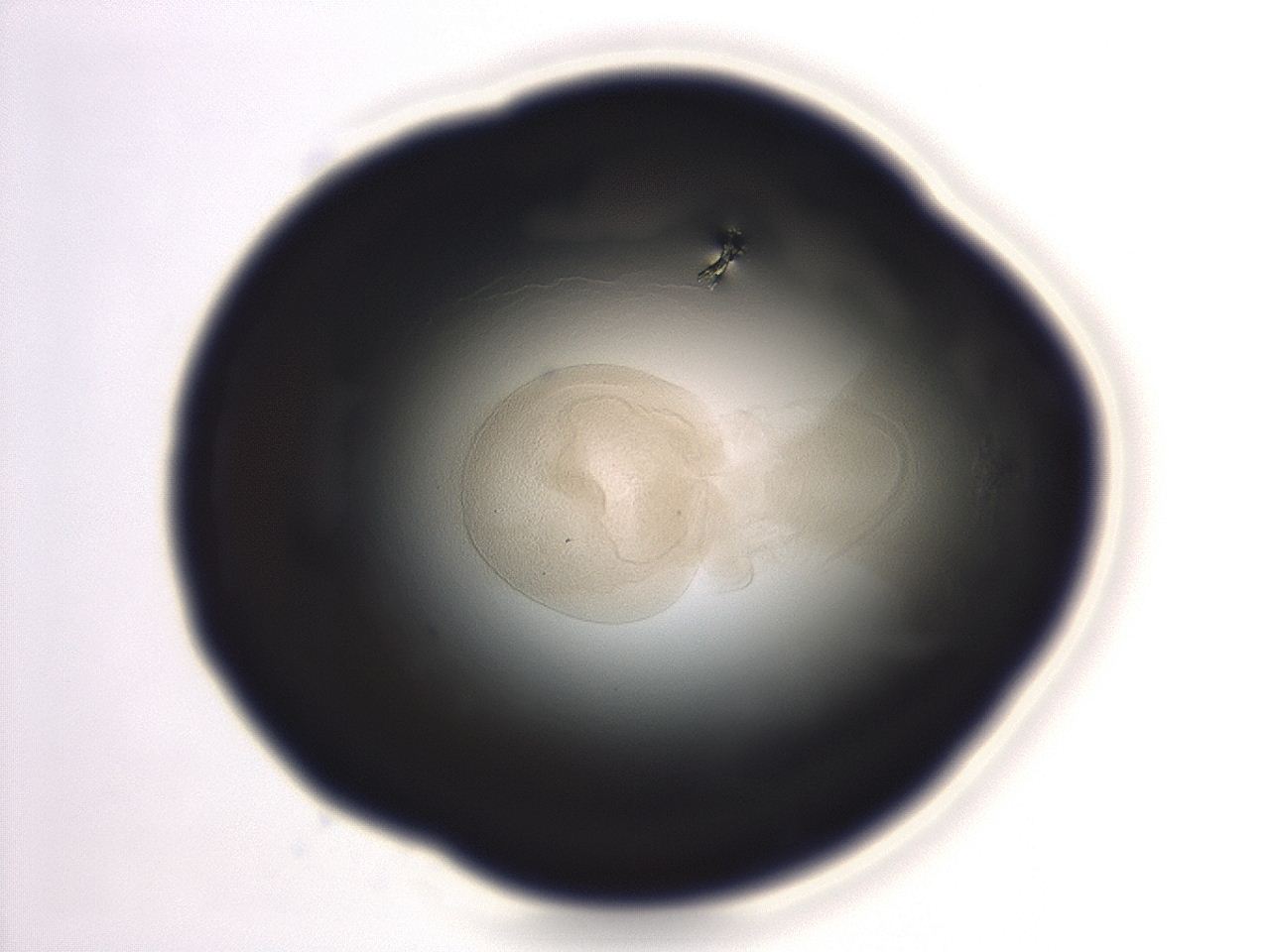 04eo_F11_ImagerDefaults_3.jpg