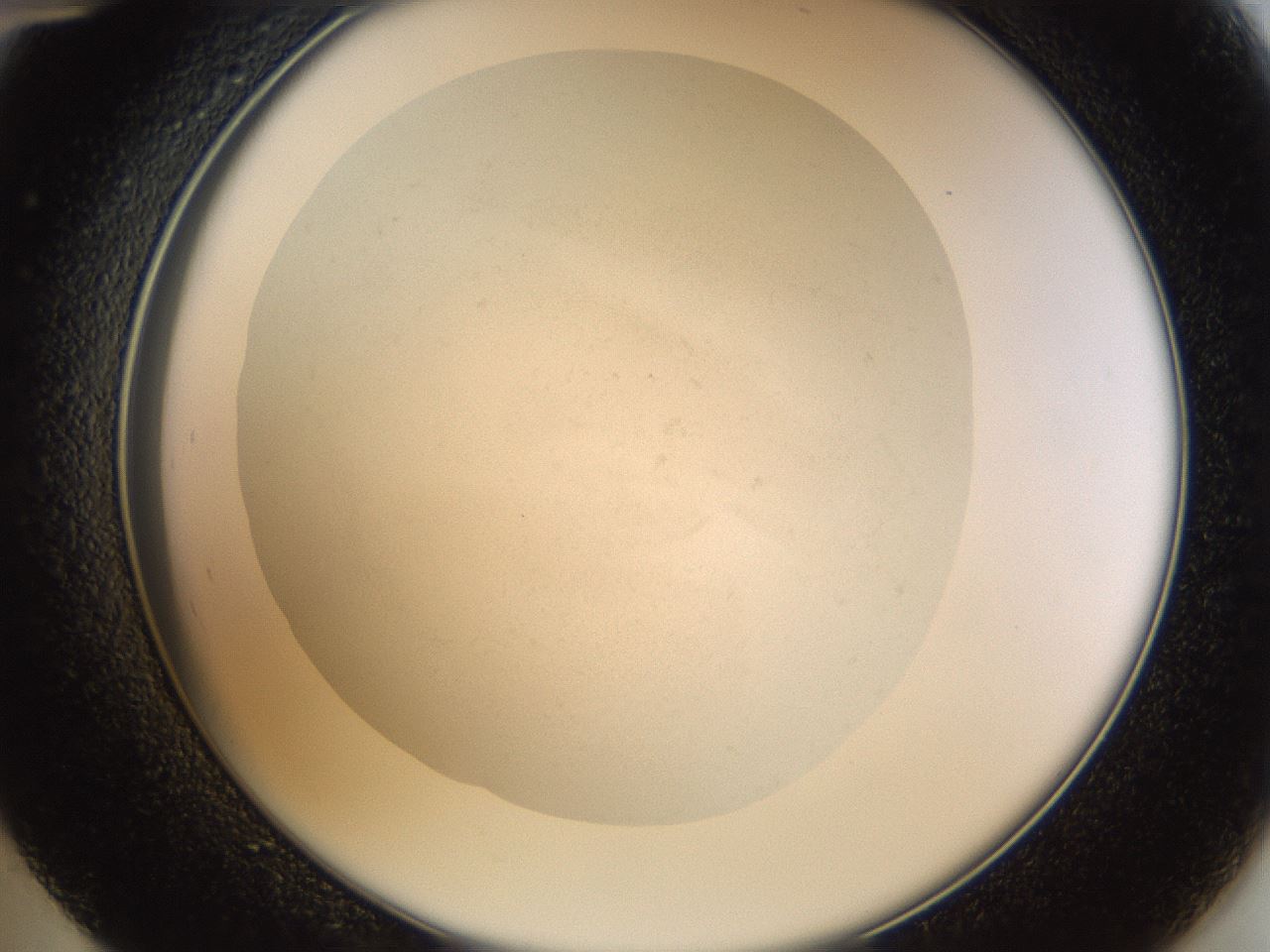 folderID982_plateID982_batchID1863_wellNum48_profileID1_d2_r38669_ef.jpg