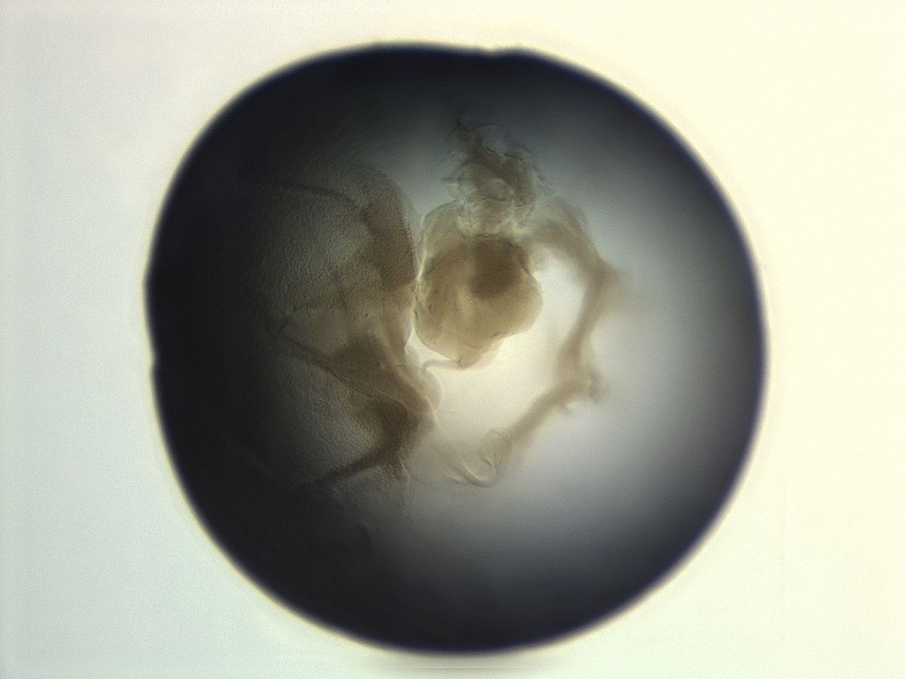 04eo_H11_ImagerDefaults_3.jpg