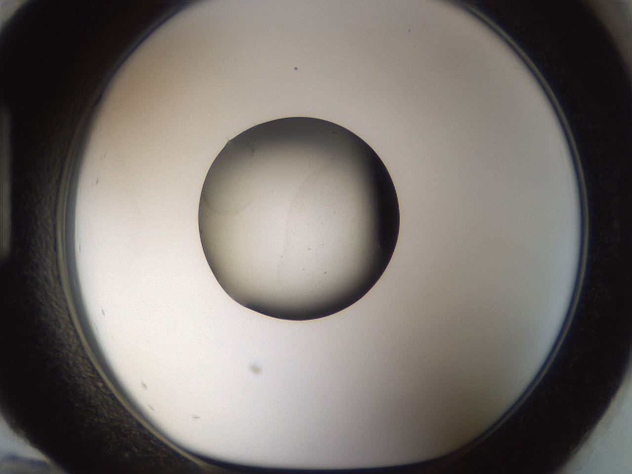 folderID983_plateID983_batchID1406_wellNum96_profileID1_d1_r38956_ef.jpg