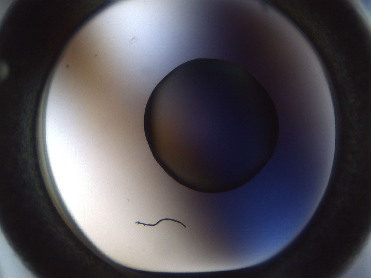 folderID985_plateID985_batchID1637_wellNum63_profileID1_d1_r40054_ef.jpg