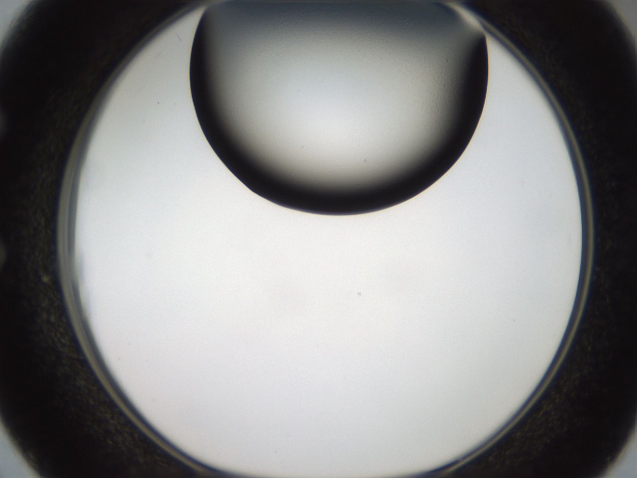 folderID987_plateID1987_batchID8583_wellNum50_profileID1_d1_r129771_ef.jpg