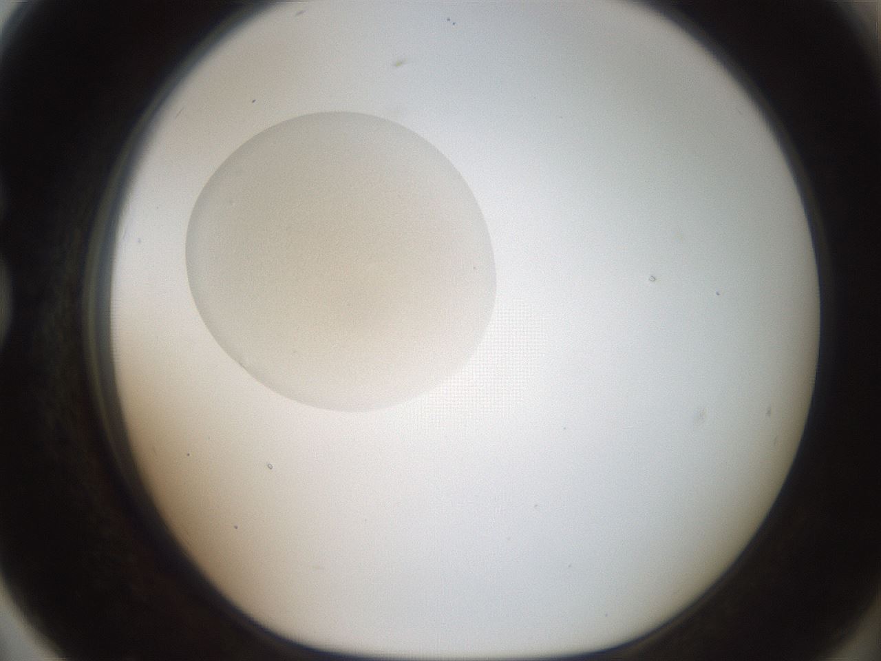 folderID991_plateID1991_batchID8580_wellNum79_profileID1_d1_r134564_ef.jpg