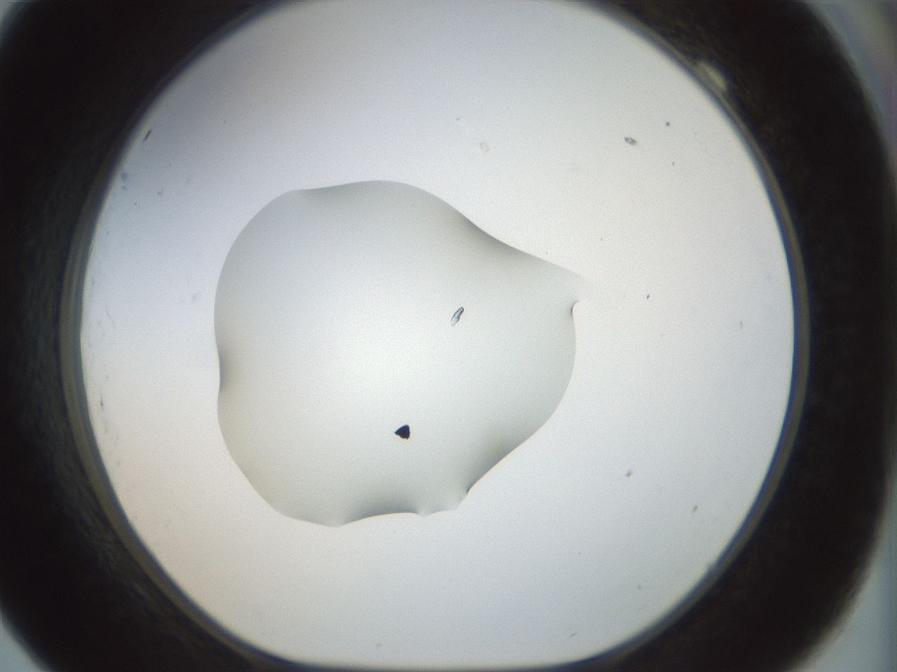 folderID995_plateID995_batchID1669_wellNum69_profileID1_d1_r40834_ef.jpg