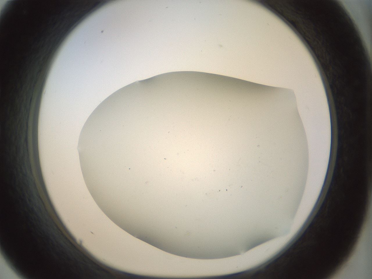 folderID996_plateID996_batchID1676_wellNum33_profileID1_d1_r40922_ef.jpg